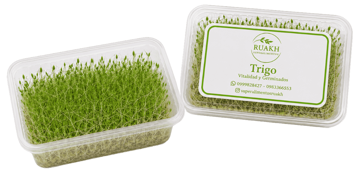 Brotes de Trigo