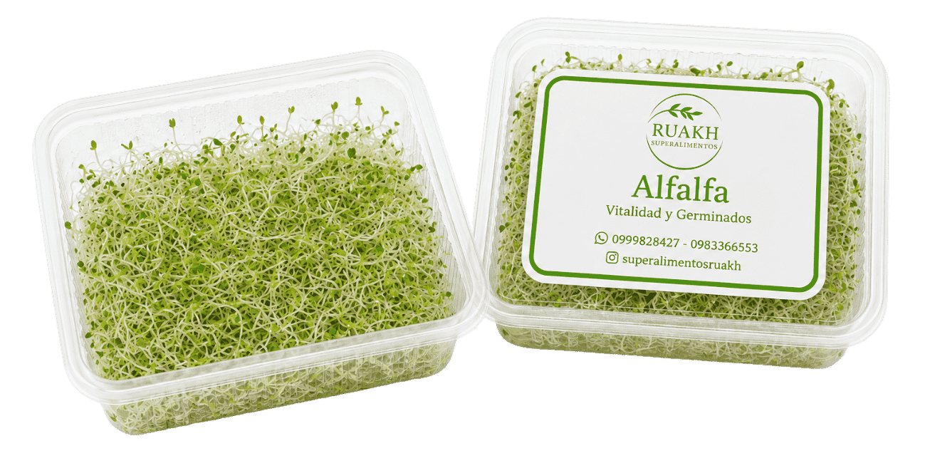 Brotes de Alfalfa